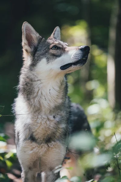 Portret Van Een Schattige Hond — Stockfoto