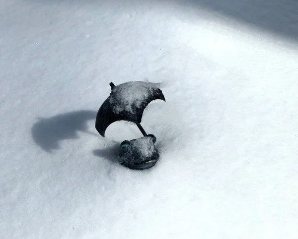 Een Paar Met Sneeuw Bedekte Vogels — Stockfoto