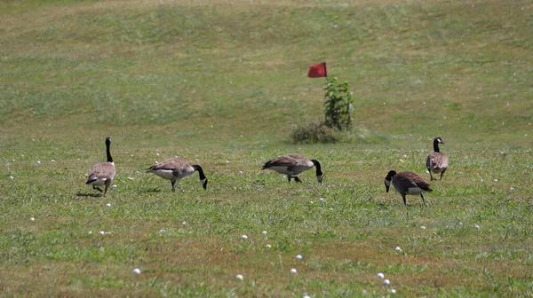 草の中に鳥が群がっていて — ストック写真