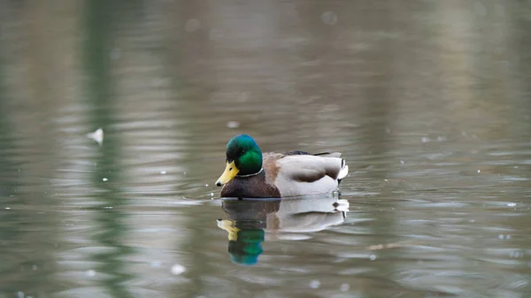 Tembakan Indah Bebek Mallard Berenang Dalam Air — Stok Foto