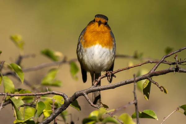 Pájaro Una Rama — Foto de Stock