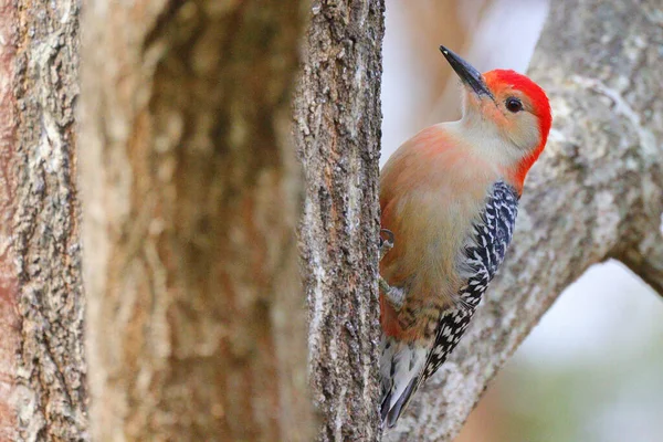 自然の生息地での若い鳥の美しいショット — ストック写真
