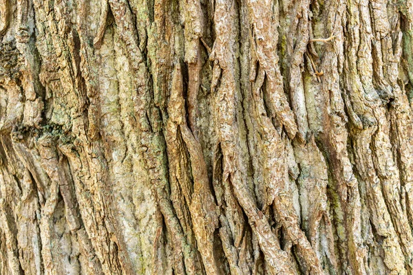 Bark Träd Skogen Närbild — Stockfoto