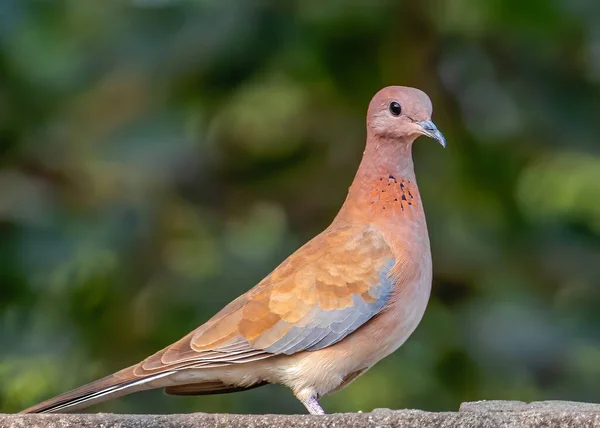 Closeup Shot Beautiful Bird — Stock Photo, Image