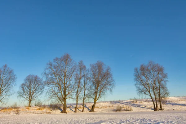 美丽的风景 有树木和雪 — 图库照片