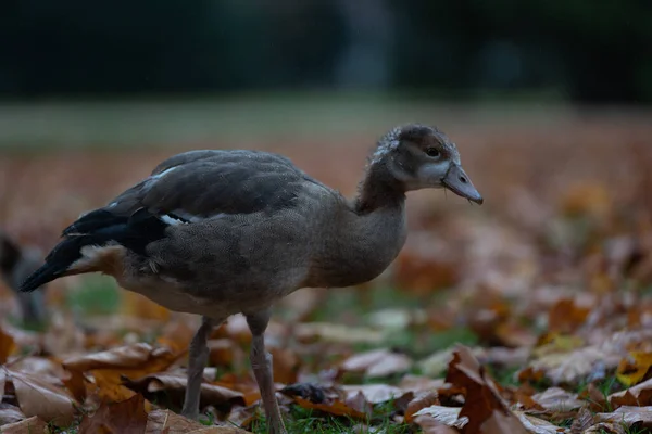 湖の上に立っている黒い頭の鳥肌が — ストック写真