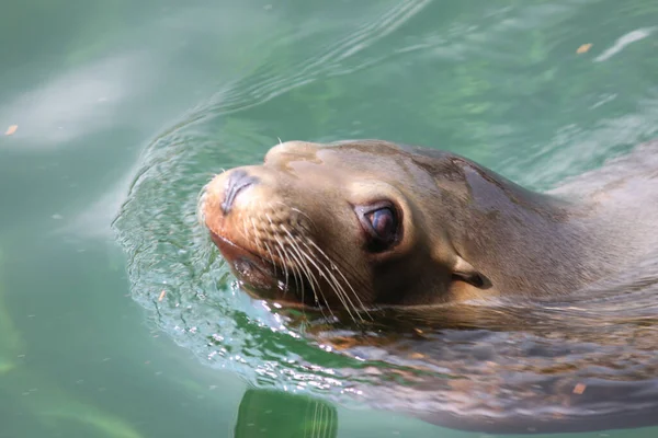 Seelöwe Auf Naturhintergrund — Stockfoto