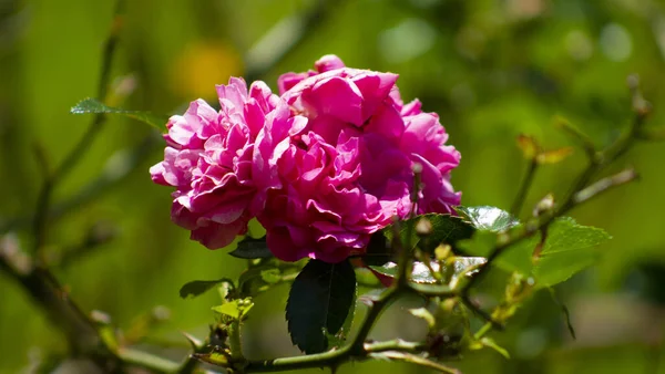 Schöne Rosa Blume Garten — Stockfoto