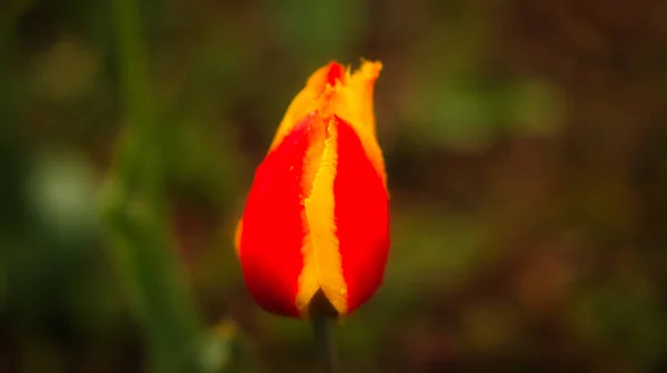 Красиві Барвисті Квіти Ростуть Саду — стокове фото