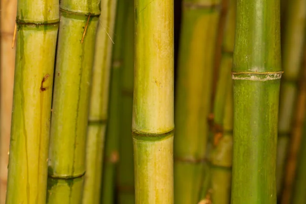 Bambustjälkar Med Grön Och Gul Färg — Stockfoto