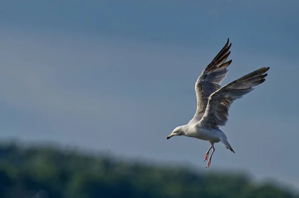 Mouette Volant Dans Ciel — Photo