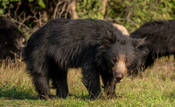 Jabalí Animal Naturaleza Fauna — Foto de Stock