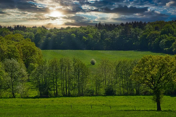 Schöne Sommerlandschaft Mit Einem Baum Und Einem Feld Von Bäumen — Stockfoto