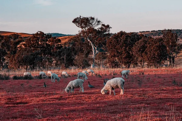 Herd Sheep Grazing Farm Field — Stock Photo, Image