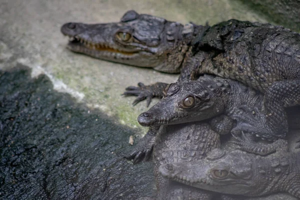Crocodiles Water — Stock Photo, Image