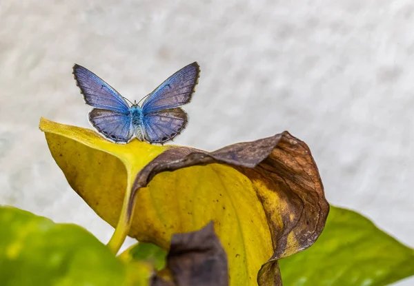 Schmetterling Auf Einer Blume — Stockfoto