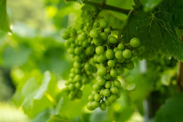 Groene Druiven Wijnstok — Stockfoto