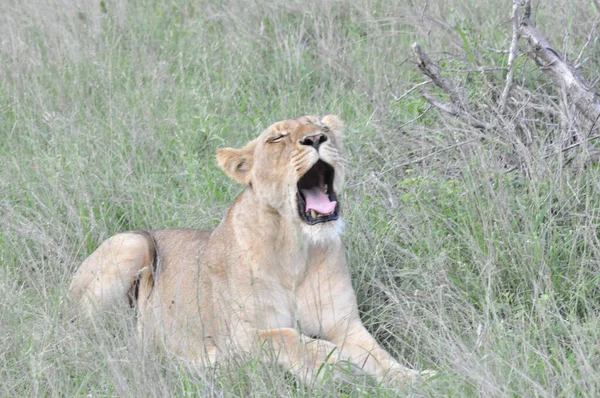 Leeuw Savanne Van Kenya — Stockfoto