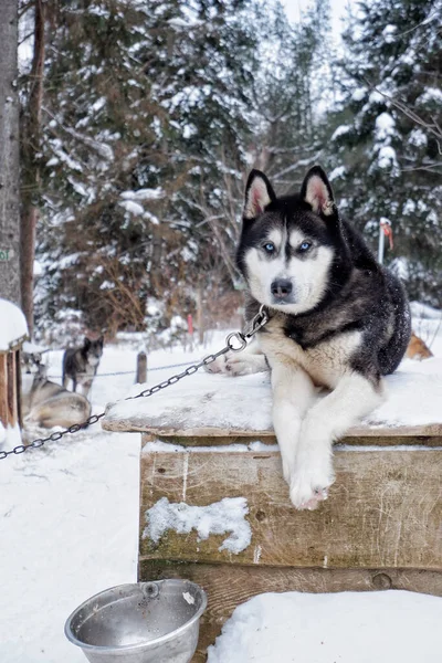 Hund Schnee Auf Naturhintergrund — Stockfoto