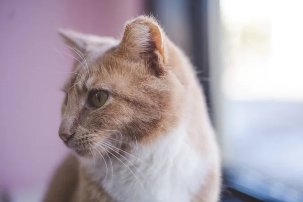 Kocaman Gözleri Olan Sevimli Bir Kedi — Stok fotoğraf