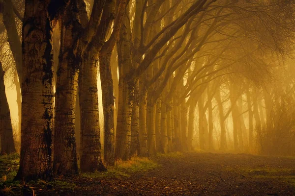 Bosque Otoñal Con Árboles Hojas — Foto de Stock