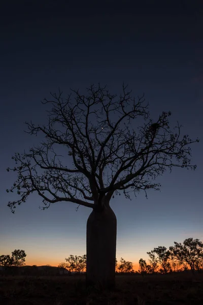 沙漠中一棵树的轮廓 — 图库照片