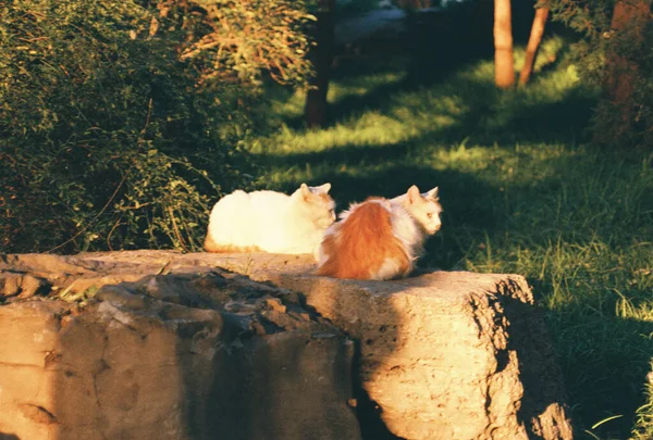 Gatos Parque — Foto de Stock