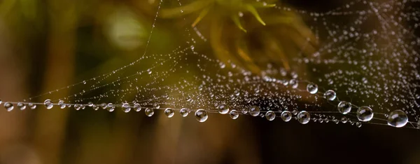 Spider Web Dew Drops Background Water — Stock Photo, Image