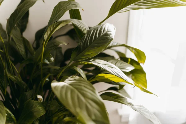 Schöne Botanische Aufnahme Natürliche Tapete — Stockfoto