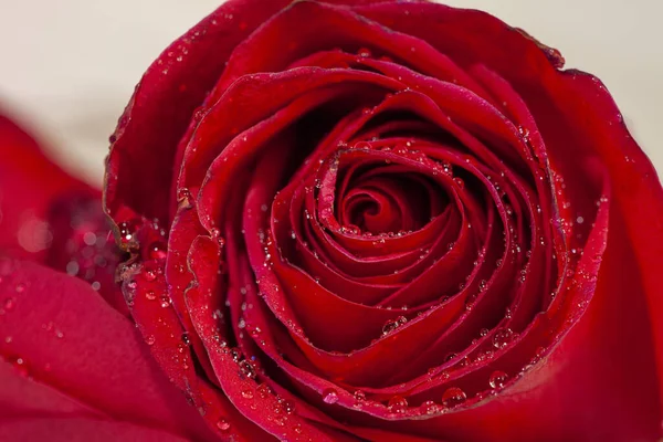 Κόκκινο Τριαντάφυλλο Σταγόνες Νερού — Φωτογραφία Αρχείου