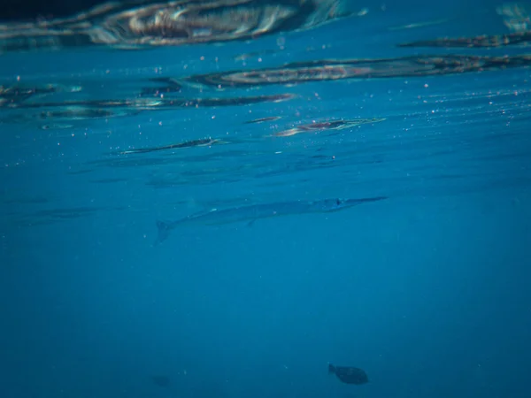 Vista Subacquea Una Superficie Acqua Blu Con Mare Limpido — Foto Stock