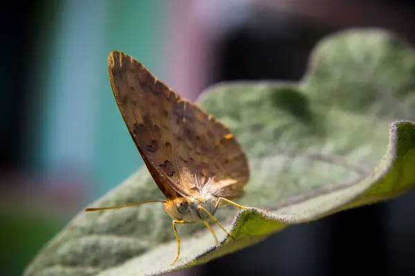 Vue Rapprochée Beau Papillon — Photo