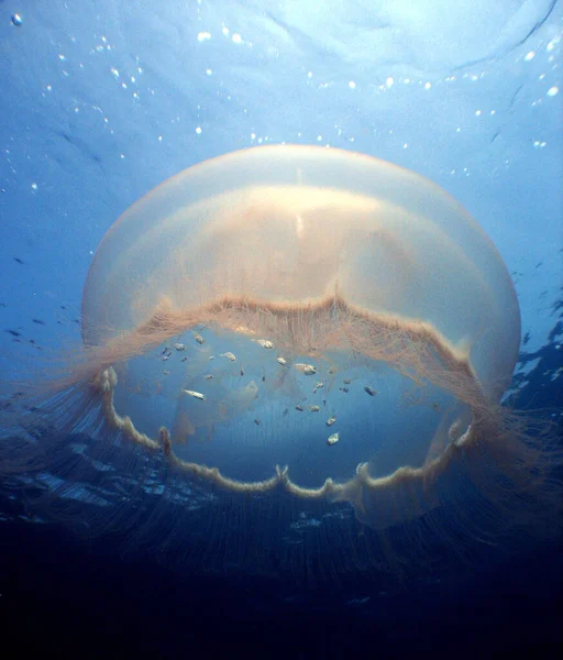 Подводный Вид Рыбу Море — стоковое фото