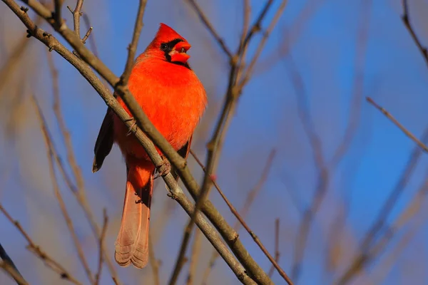 Belle Photo Jeune Oiseau Dans Habitat Naturel — Photo