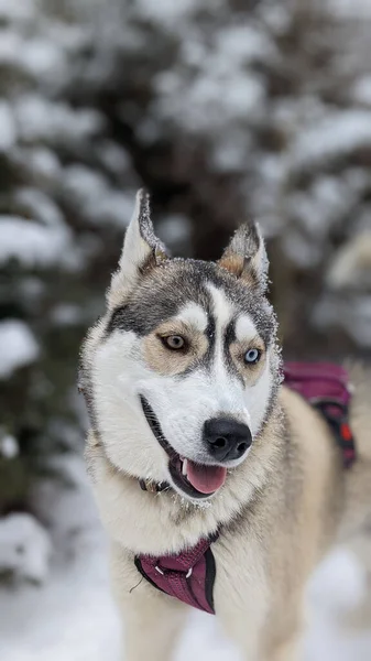 Porträtt Vacker Hund — Stockfoto