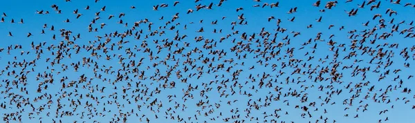 Vogelschwarm Himmel — Stockfoto