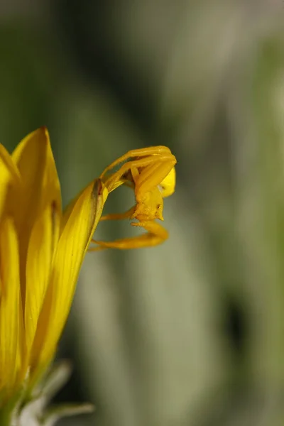 庭の黄色いチューリップの花 — ストック写真