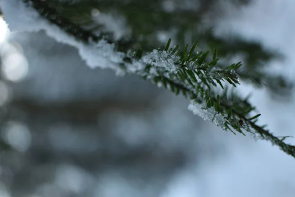 Hermoso Bosque Invierno Con Árboles Cubiertos Nieve —  Fotos de Stock