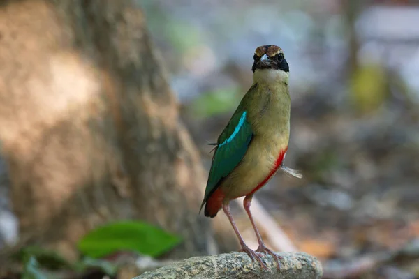 Tiro Perto Belo Kingfisher Floresta — Fotografia de Stock