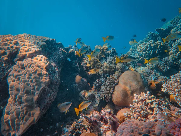 埃及红海的珊瑚礁 — 图库照片