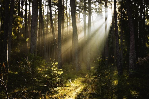 Bela Floresta Com Raios Sol Pela Manhã — Fotografia de Stock