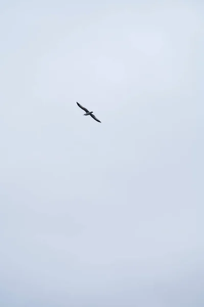 하늘을 갈매기 — 스톡 사진