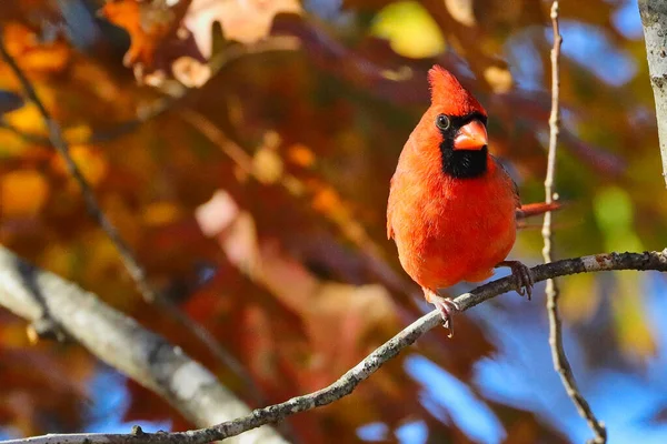 Oiseau Poitrine Rouge Sur Une Branche — Photo