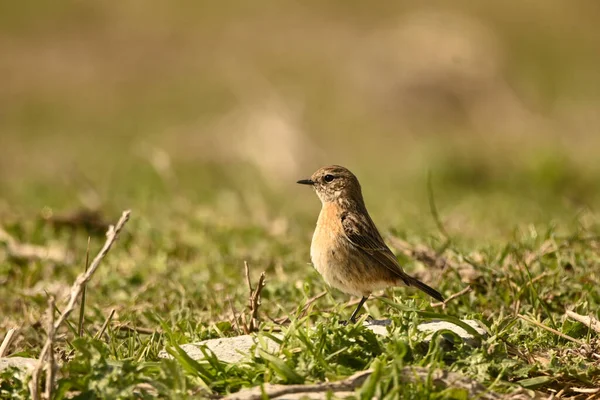 Oiseau Sur Une Prairie — Photo