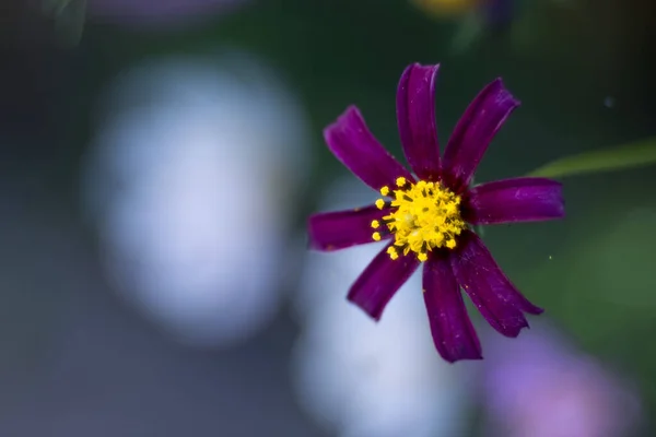 Schöne Blumen Garten — Stockfoto