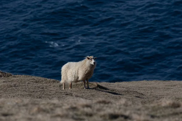 Una Cabra Blanca Joven Pie Una Playa — Foto de Stock