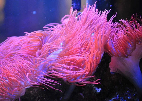 Prachtig Koraalrif Het Aquarium — Stockfoto