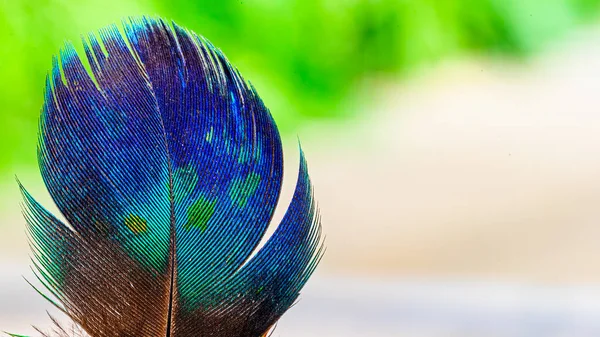 Pluma Pavo Real Sobre Fondo Verde —  Fotos de Stock