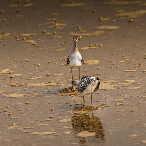 Ein Vogel Läuft Ufer Des Flusses — Stockfoto