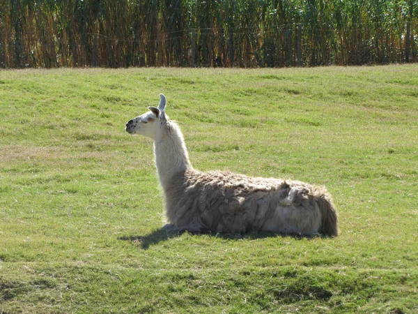 Young Brown Tailed Goat Mountains — Stock Photo, Image